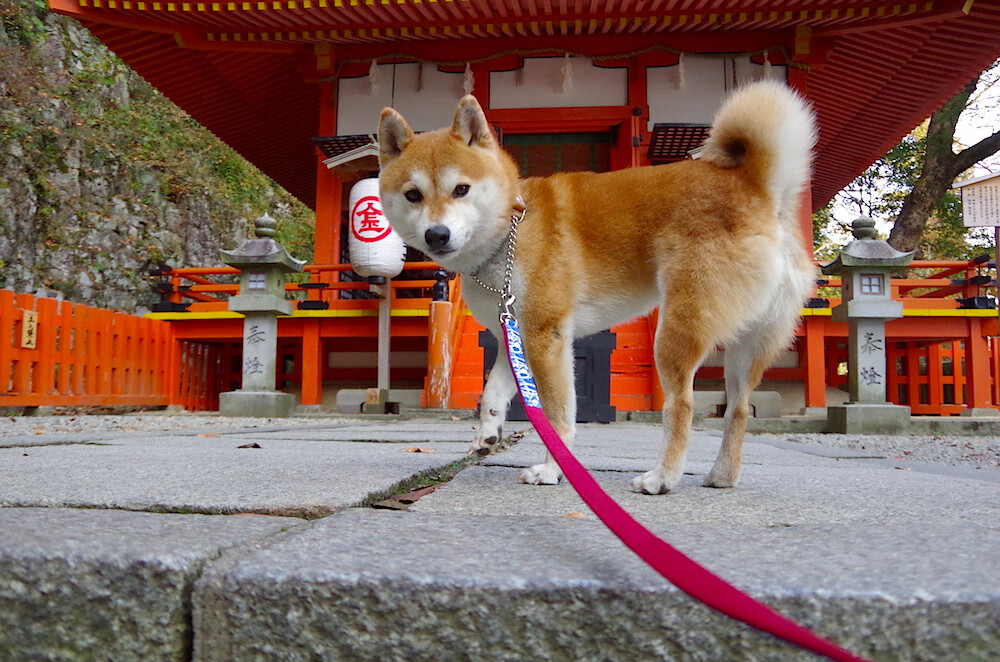 真正的世界杯早已打响？皇马提前终结悬念，阿尔及利亚的叹息与足球的权力转移